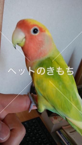 迷子鳥の画像