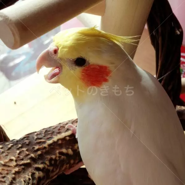 迷子鳥の画像