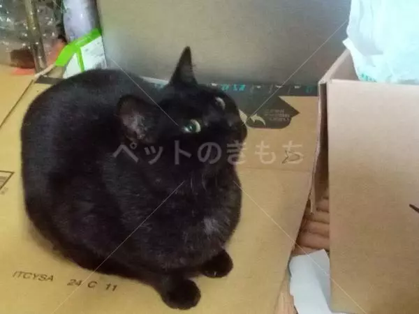 保護猫の画像