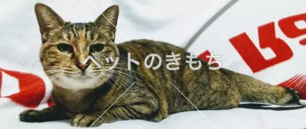 保護猫の画像