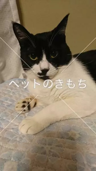 迷子猫の画像