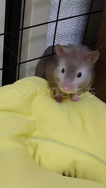 迷子ペットの画像