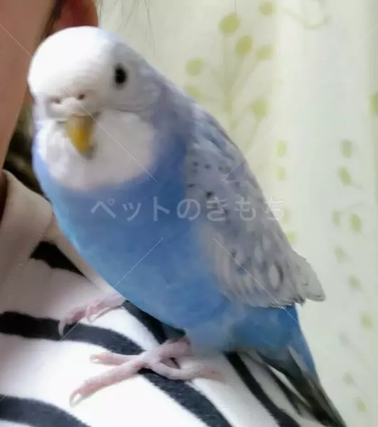迷子鳥の画像