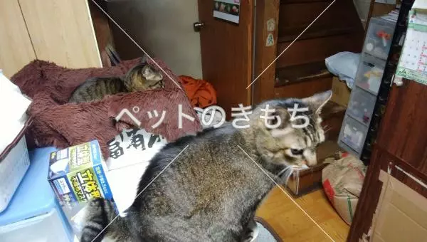 迷子猫の画像