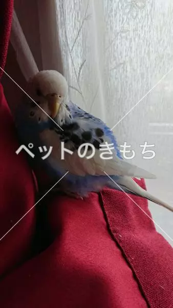 迷子鳥の画像