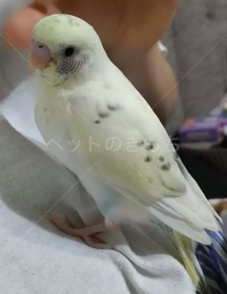 迷子鳥の画像