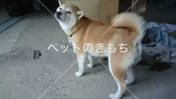 保護犬の画像