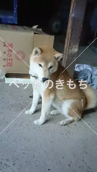 保護犬の画像