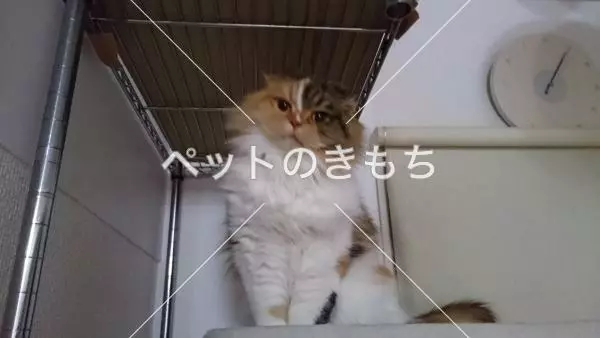 迷子猫の画像