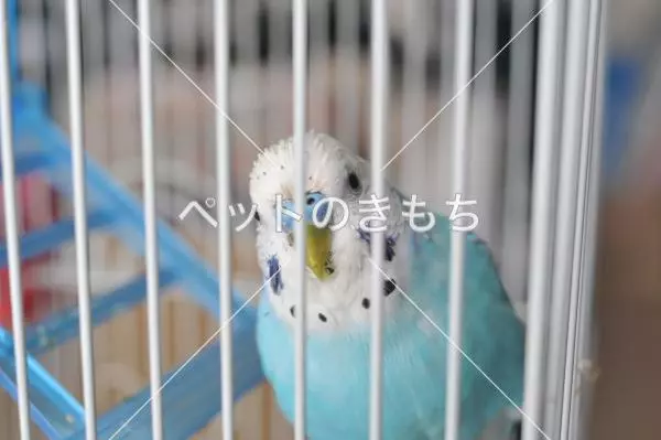迷子鳥の画像