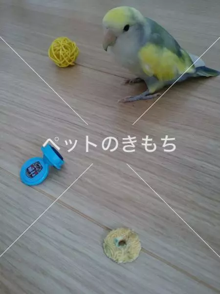 迷子鳥の画像