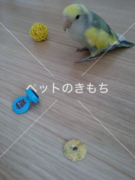 迷い鳥の写真