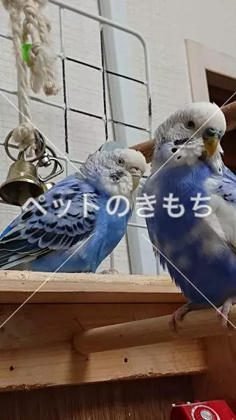 迷子鳥の画像