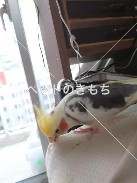 迷子鳥の画像