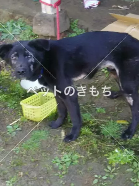 保護犬の画像