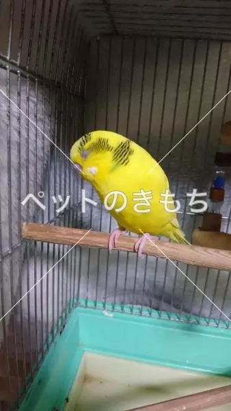 保護鳥の画像
