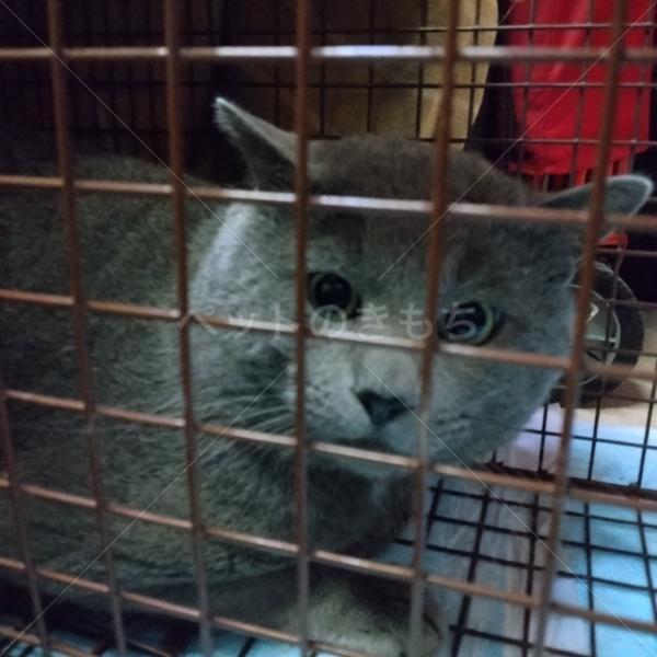 保護猫の画像