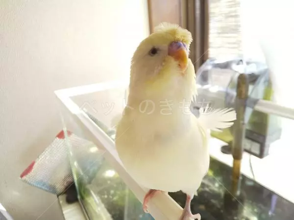 迷子鳥の画像