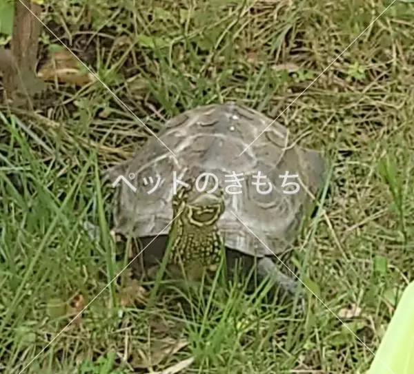 迷子ペットの画像