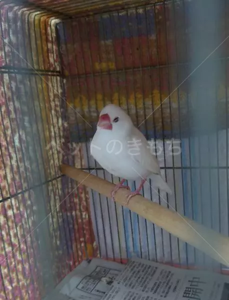 保護鳥の画像