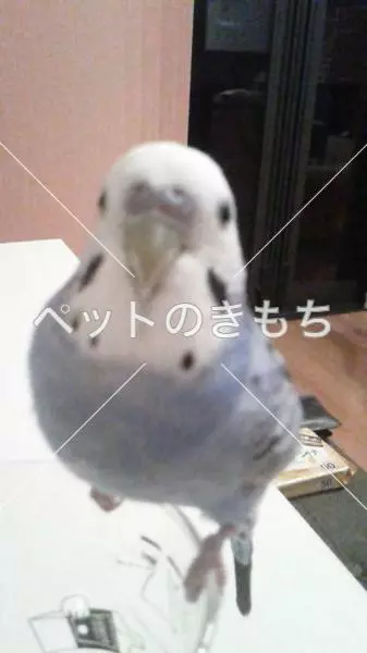 迷子鳥の画像
