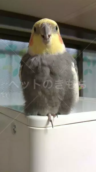 迷子鳥の画像