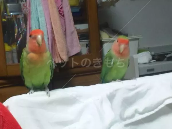 コメント投稿の画像