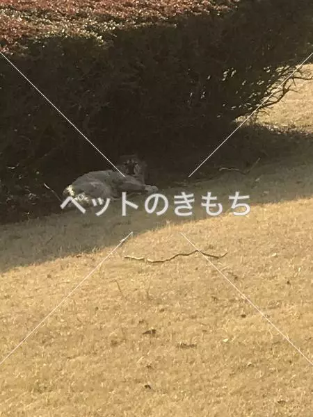 コメント投稿の画像