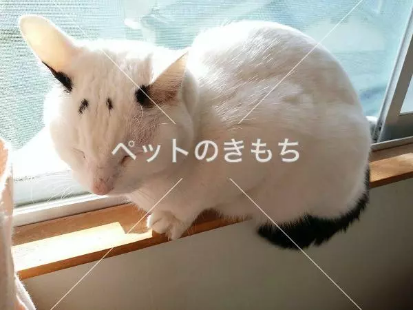 迷子猫の画像