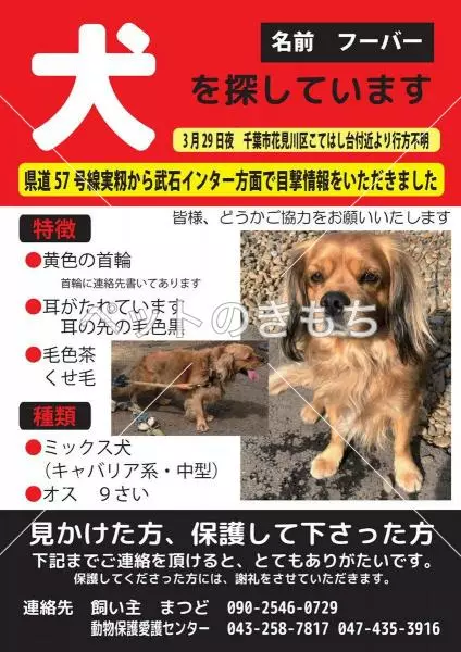 迷子犬の画像