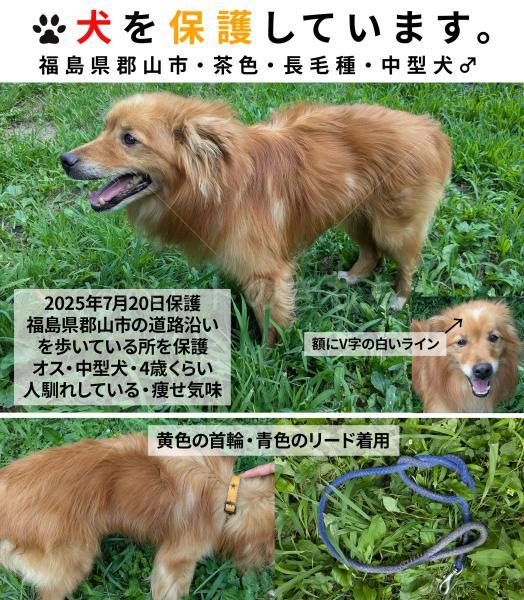保護犬の画像