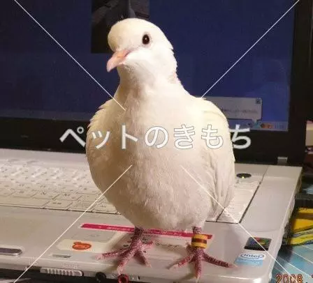 迷子鳥の画像