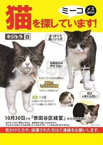 迷子猫の画像