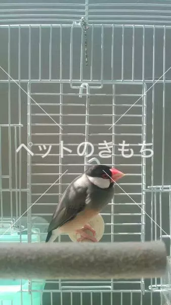 迷子鳥の画像