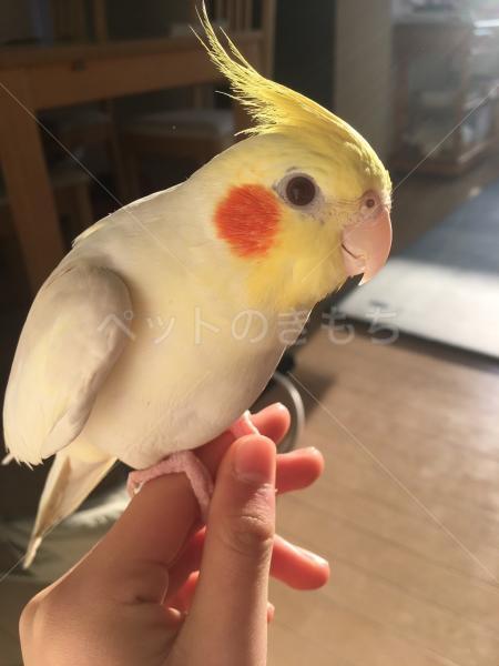 迷子鳥の画像