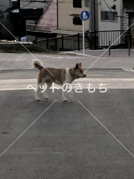 保護犬の写真