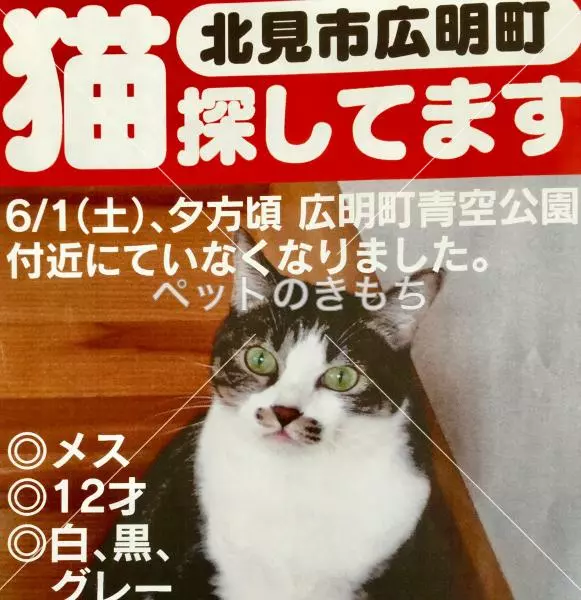 迷子猫の画像