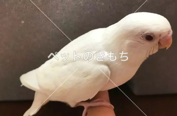 迷子鳥の画像