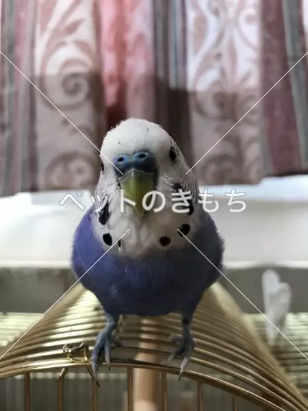 迷子鳥の画像