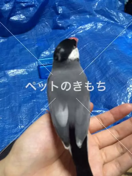 迷子鳥の画像