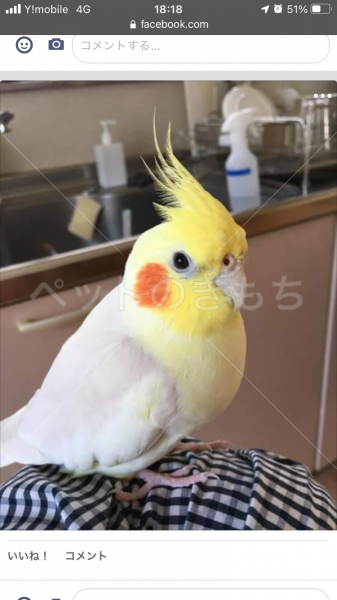 迷子鳥の写真