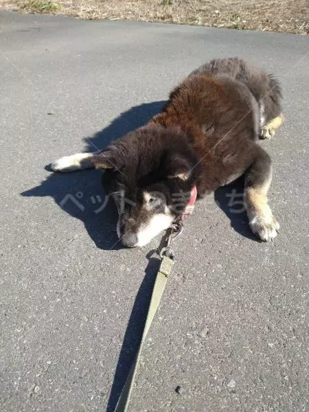迷子犬の画像