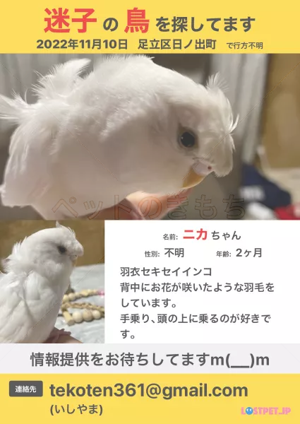 迷子鳥の画像