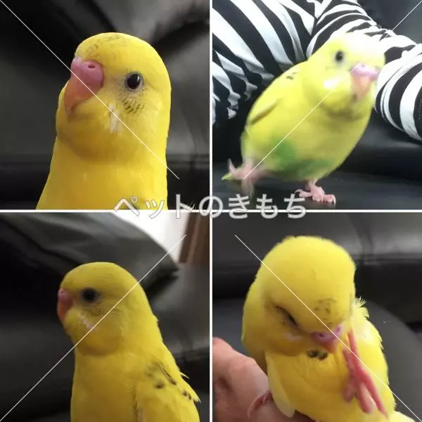 迷子鳥の画像