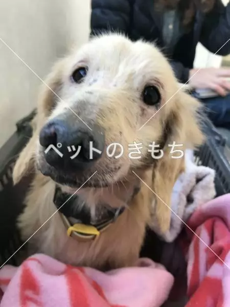 保護犬の画像