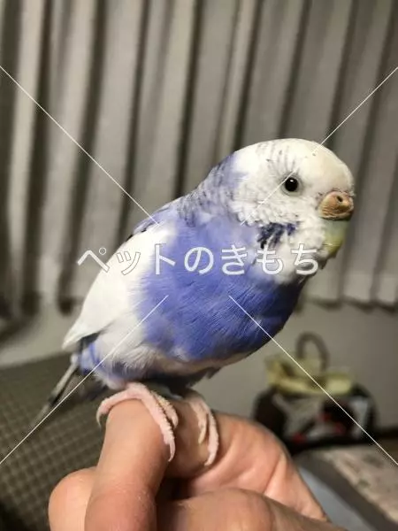 保護鳥の画像