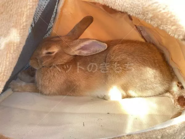 迷子ペットの画像