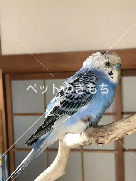 保護鳥の画像