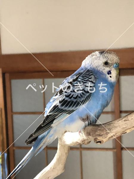 保護鳥の写真