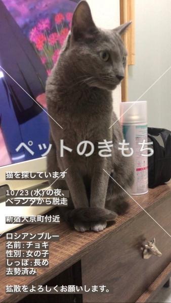 迷い猫の写真